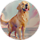 Sunnypaws