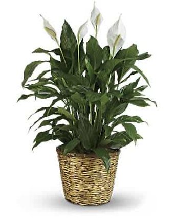 Spathiphyllum (Peace Lily) Large